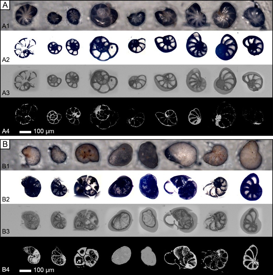 Images of (A) transparent foraminifera fossils in natural deposits and (B) mineral-infilled non-transparent foraminiferal fossils in discarded salty soil. A1 and B1 are the
reflection images before polish. A2-4 and B2-4 are the images after polish, including the transmission images taken with an optical microscope (A2, B2), reflection images taken with an optical microscope (A3, B3), and backscattered electron (BSE) images taken with a scanning electron microscope (A4, B4). During polishing, not all fossils were sliced right from the middle due to different thicknesses of the test, leading to the difference from the original fossil shape, part of which may be contained within the resin substrate. The difference can be recognized in the reflection images (A3, B3), that the light grey part illustrates the fossil shapes and the dark grey part shows the polished surface layer. The transmission images (A2, B2) show the fossil shapes, and the darkness indicates the lower transparency of the fossils because of the infillings in the chambers. The BSE images (A4, B4) only show the morphology of the polished section.