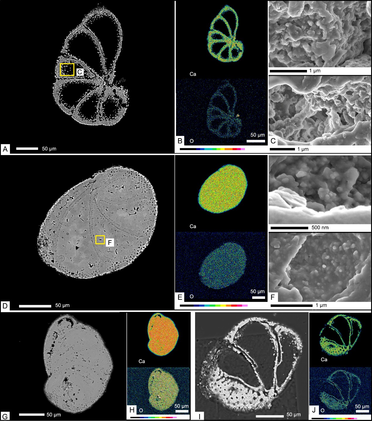 Backscattered electron (BSE) images of foraminifera (a, d, g, i), the relative weight percentage of main elements of the fossils (b, e, h, j), and micro-structures of the infilling minerals (c, f).